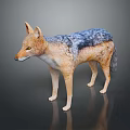 Realistic 3D Wild Jackal Figure with Gray Blue Brown Fur Standing on Dark Surface