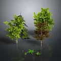 Various Green And Brown Trees With Small Plants On Gray Background With Ground Reflection