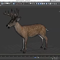 Realistic Spotted Buck Deer With Large Antlers Standing On Gray Background
