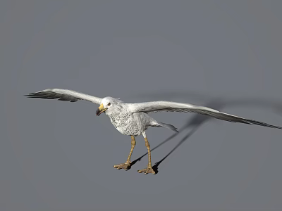 Realistic White Flying Bird with Spreading Wings Yellow Beak and Legs on Gray Background 3d model