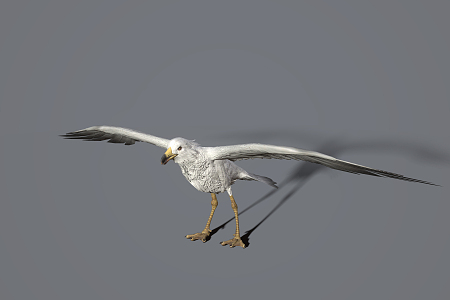 modern seagull 3d model