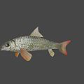 Silver Scaled Fish With Red Tail Fin And Orange Fins In Calm Water