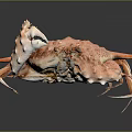 Coral Pink Spotted Crab With Intricate Shell And Extended Legs Isolated On Dark Background