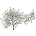 Beautiful Flowering Trees With White Blossoms And Shadows On Gray Background