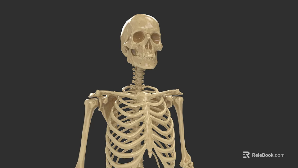 Realistic Human Skeleton Model as Game Movie Character 3D Render 3d model 