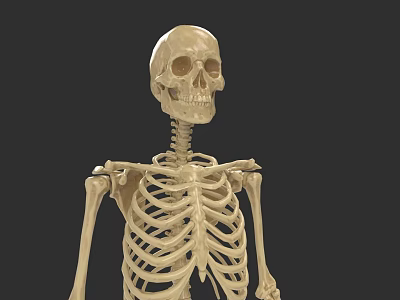 Realistic Human Skeleton Model as Game Movie Character 3D Render 3d model