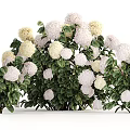 Beautiful Blooming Garden Flowers With Soft White Pink Cream Petals And Lush Green Leaves
