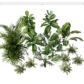 Elegant Indoor Plant Combination With Fern Monstera Palm And Fiddle Leaf Fig