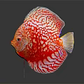Vibrant Colorful Tropical Fish In Red Orange Blue Purple Swimming On Dark Background With Reflection