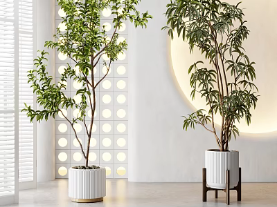 Modern Indoor Decorative Plant Arrangement with Green Trees White Pots and Circular Light 3d model