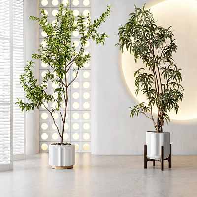 Modern Indoor Decorative Plant Arrangement with Green Trees White Pots and Circular Light 3d model