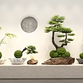 Stylish Bonsai Potted Plants with Various Shapes on Display Shelf and Circular Wall Decor