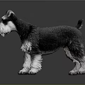 Black and White Schnauzer Dog Standing on Reflective Floor with Gray Background