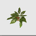Fresh Green Leafy Plant with Vibrant Red Small Fruits Isolated on Black Background