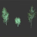 Three Different Size Green Trees With Foliage Isolated On White Background