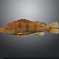 Vibrant Orange Striped Fish Floating On Gray Background With Clear Reflection 3d model