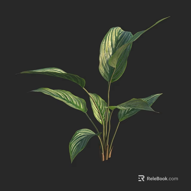 Healthy Lush Green Plant With Broad Striped Leaves And Brown Stems 3d model 
