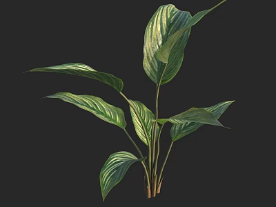 Healthy Lush Green Plant With Broad Striped Leaves And Brown Stems 3d model