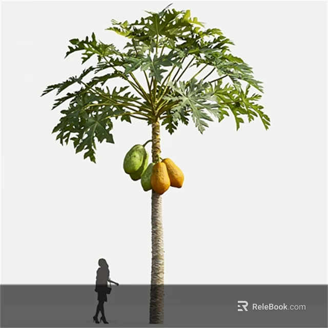 Tall Papaya Tree With Feathery Leaves Bearing Ripe And Unripe Fruits Near Person Silhouette 3d model 