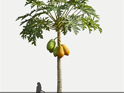 Tall Papaya Tree With Feathery Leaves Bearing Ripe And Unripe Fruits Near Person Silhouette 3d model