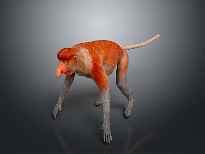 Realistic Red Faced Monkey 3D Model With Orange Fur Long Tail And Grey Limbs 3d model