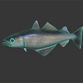 Realistic Silver Shiny Fish With Streamlined Body On Dark Background Reflection 3d model