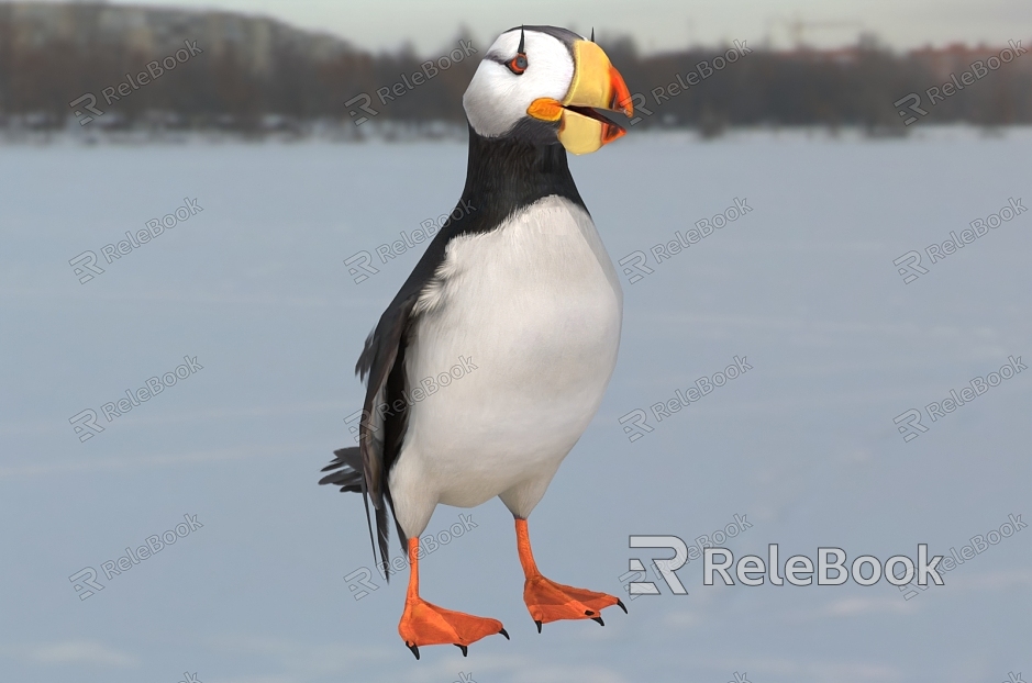 Horned puffin animal model