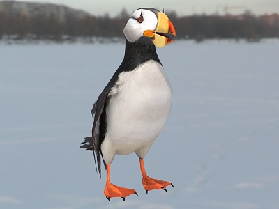 Horned puffin animal model