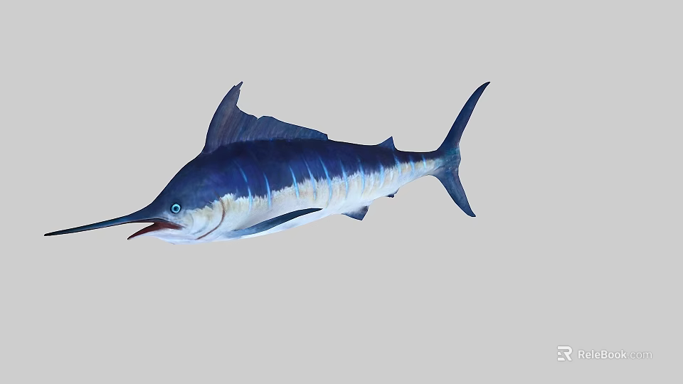 Blue Silver Sailfish Aquatic Animal With Long Bill Open Mouth And Dorsal Fin 3d model 