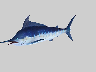 Blue Silver Sailfish Aquatic Animal With Long Bill Open Mouth And Dorsal Fin 3d model