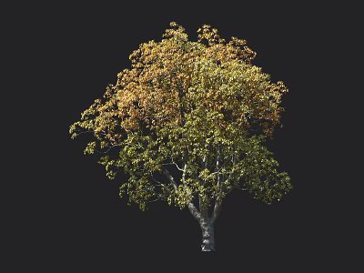 Lush Arbor Tree With Green And Yellow Leaves Isolated On Black Background 3d model