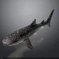 Realistic Whale Shark Model With White Spots On Sleek Body And Reflective Surface