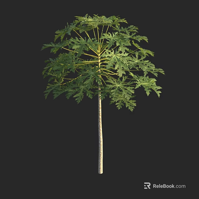 Tall Arbor with Lush Green Foliage and Straight Trunk in Clear View 3d model 