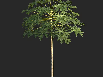 Tall Arbor with Lush Green Foliage and Straight Trunk in Clear View 3d model