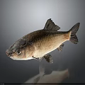 Whole Fresh Fish With Golden Brown Scales And Shiny Appearance Isolated On Dark Background