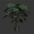 Monstera Plant With Large Green Leaves In Metallic Pot Against Grey Background
