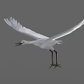 Graceful White Flying Bird with Spread Wings Against Gray Sky 3d model