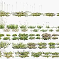 Showcasing Different Grass and Small Plants Various Growth Patterns Green Tones Ground Cover Lawn Samples