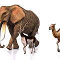 Realistic Elephant Antelope And Camel Figurines Standing On White Surface