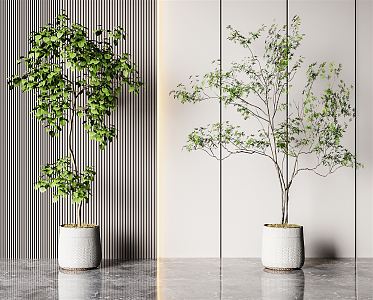 Modern Potted Green Plant Bonsai Combination 3d model