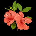 Pink Azalea Flowers With Green Leaves And Stem On Black Background