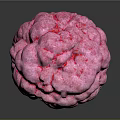 Pink Human Organ With Hairy Surface And Textured Structure On Dark Background