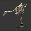 Detailed Avian Skeleton Specimen Mounted on Wooden Display Stand