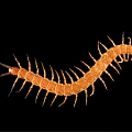 Long Segmented Centipede With Dark Body And Orange Legs On Black Background 3d model