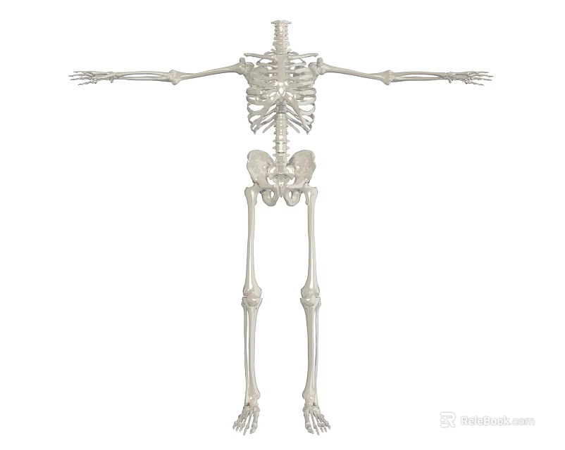 Human Skeleton Anatomical Model With Full Body Structure And Extended Arms 3d model 