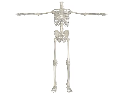Human Skeleton Anatomical Model With Full Body Structure And Extended Arms 3d model