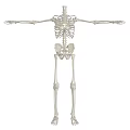 Human Skeleton Anatomical Model With Full Body Structure And Extended Arms