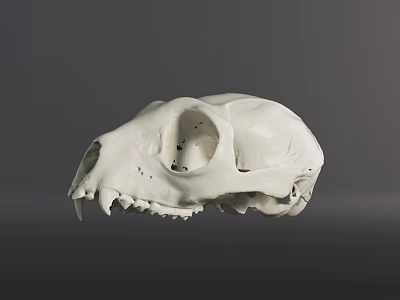 White Animal Skull Specimen With Detailed Skeletal Structure On Gray Background 3d model