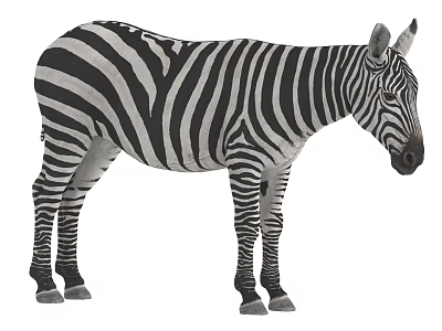 Black and White Striped Zebra Standing in Natural Wildlife Posture 3d model