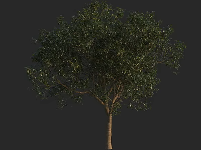 Vibrant Arbor With Lush Green Foliage And Solid Trunk In Clear 3d model